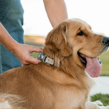 Burlebo Dog Collar