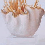 Ruffle Match Striker & Match Set